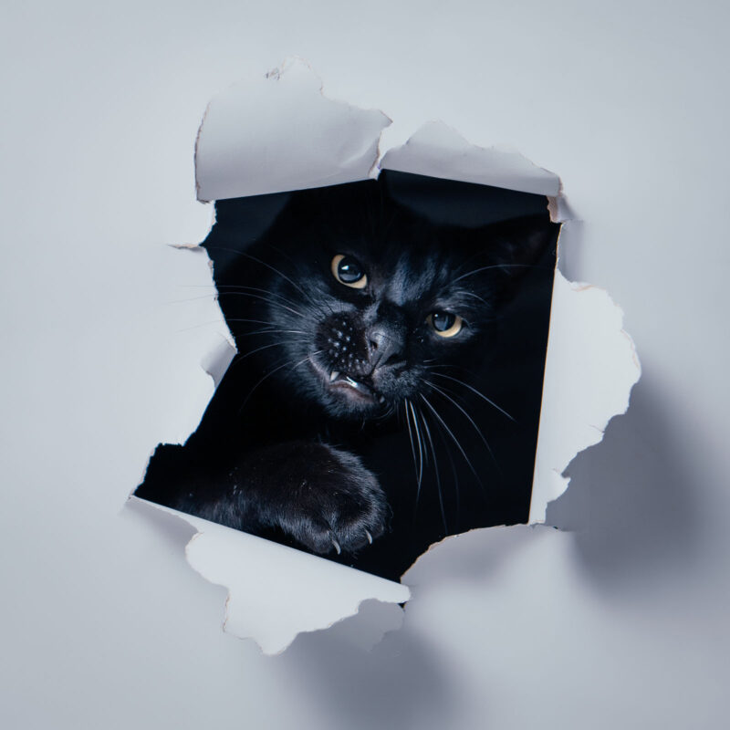 chat noir prise en studio traversant un papier