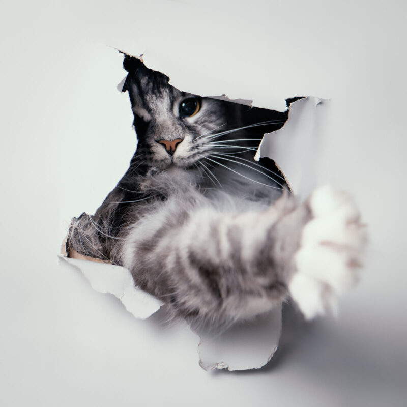 chat gris prise en studio traversant un papier avec sa patte