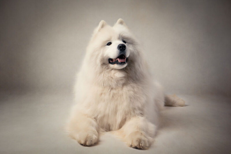photo studio d'un gros chien blanc très poilu