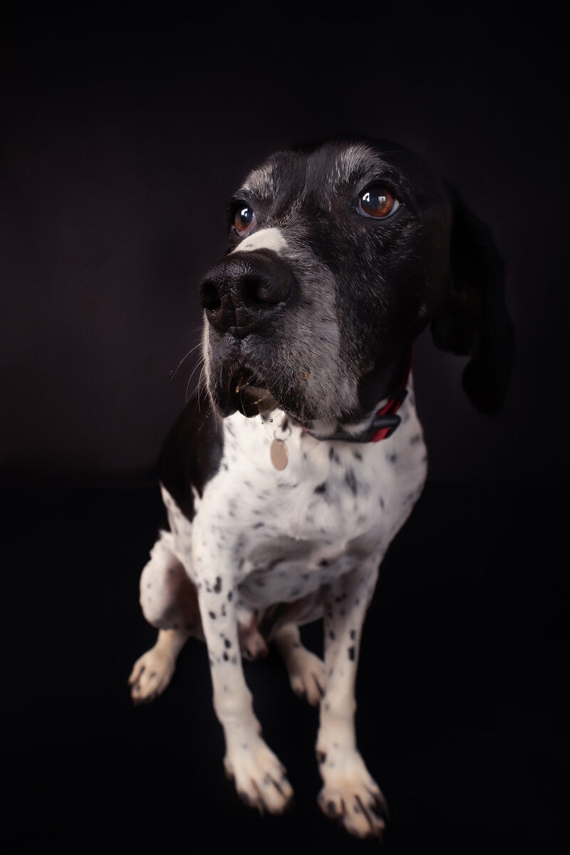 photo studio d'un chien de chasse pris en entier