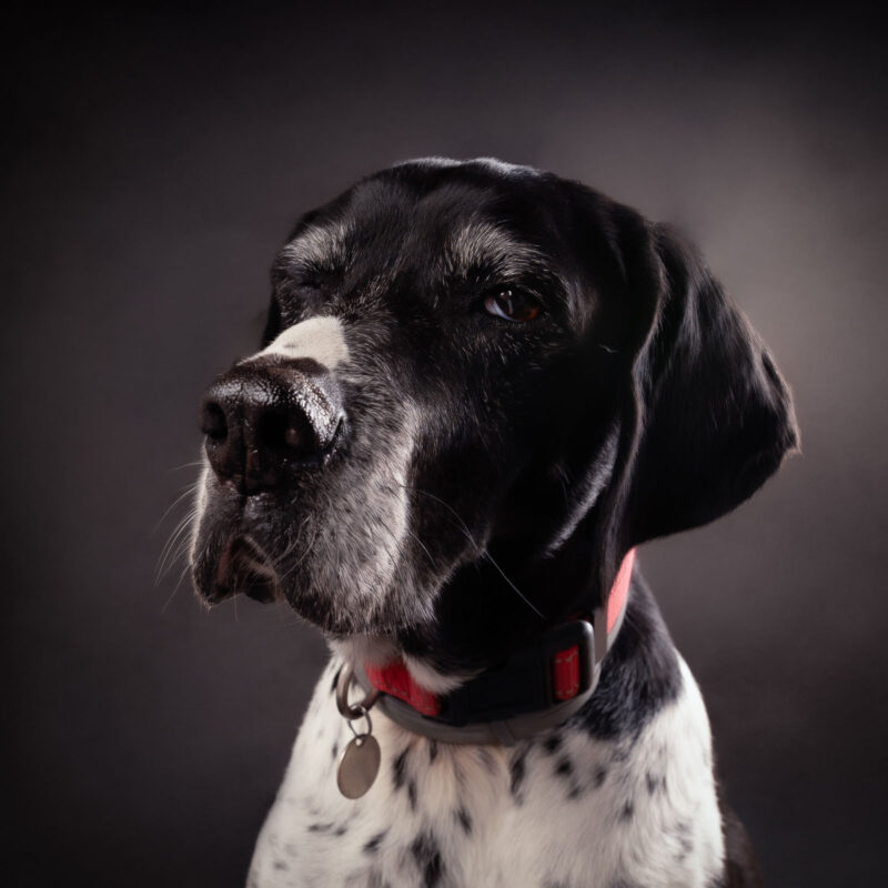 gros plan pris en studio d'un chien de chasse